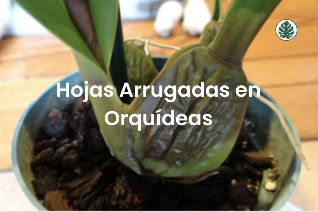Hojas Arrugadas en Orquídeas
