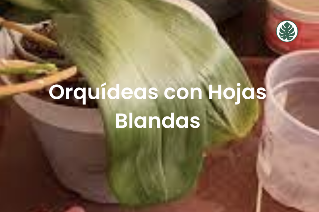 Orquídeas con Hojas Blandas
