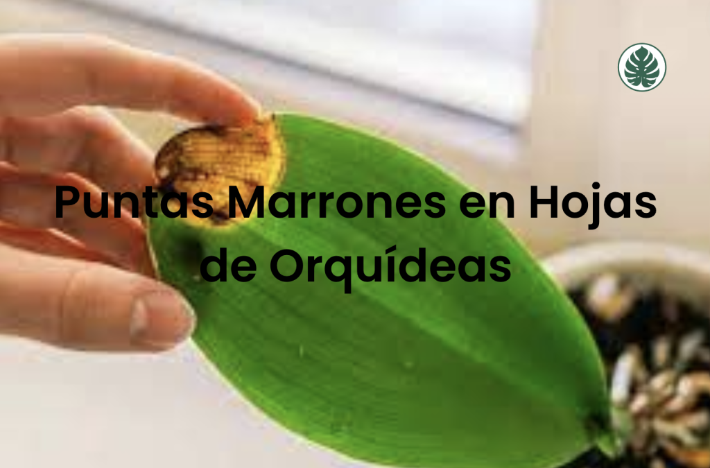 Puntas Marrones en Hojas de Orquídeas