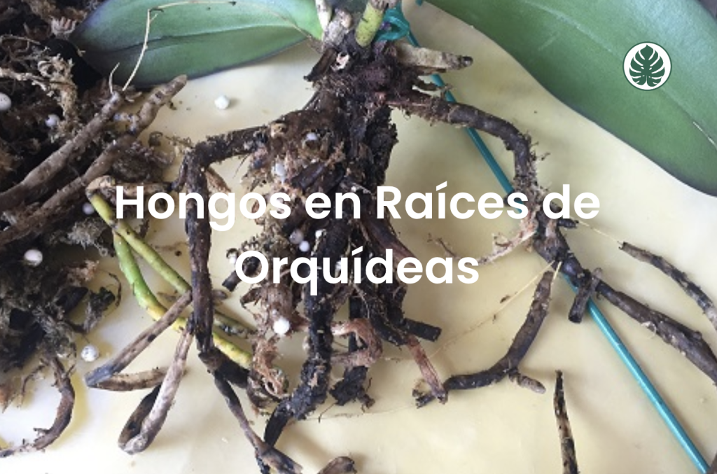Hongos en Raíces de Orquídeas