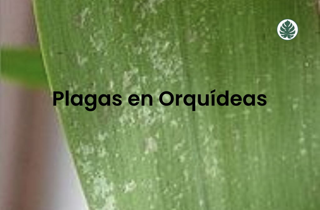 Plagas en Orquídeas