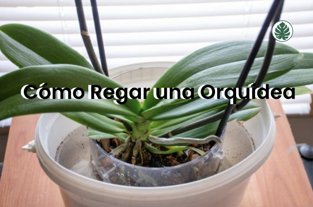 Cómo Regar una Orquídea