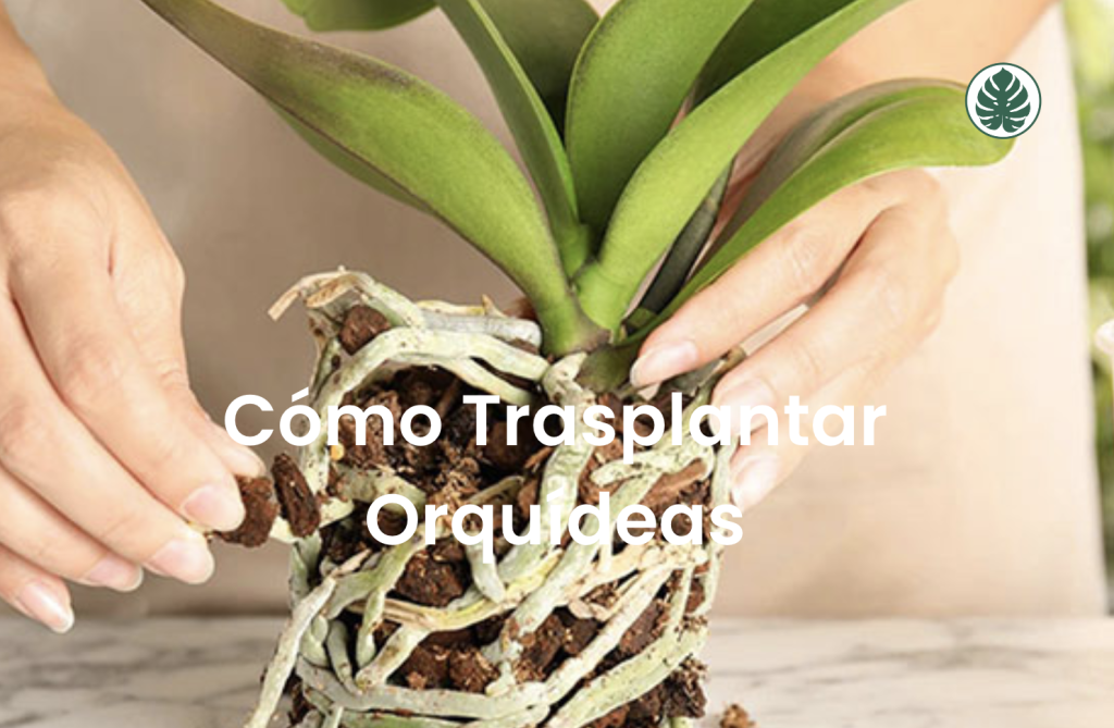 Cómo Trasplantar Orquídeas