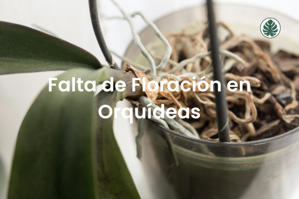 Falta de Floració en Orquídeas Phalaenopsis