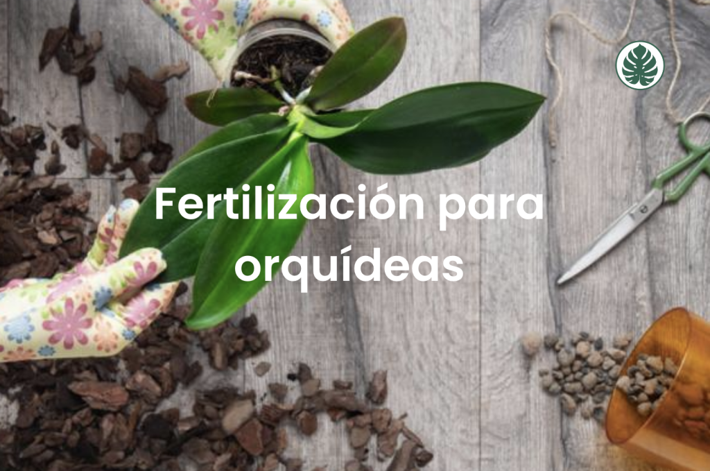 Cómo Fertilizar Orquídeas