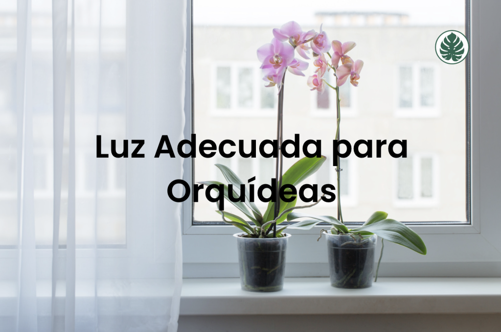 Luz Adecuada para Orquídeas