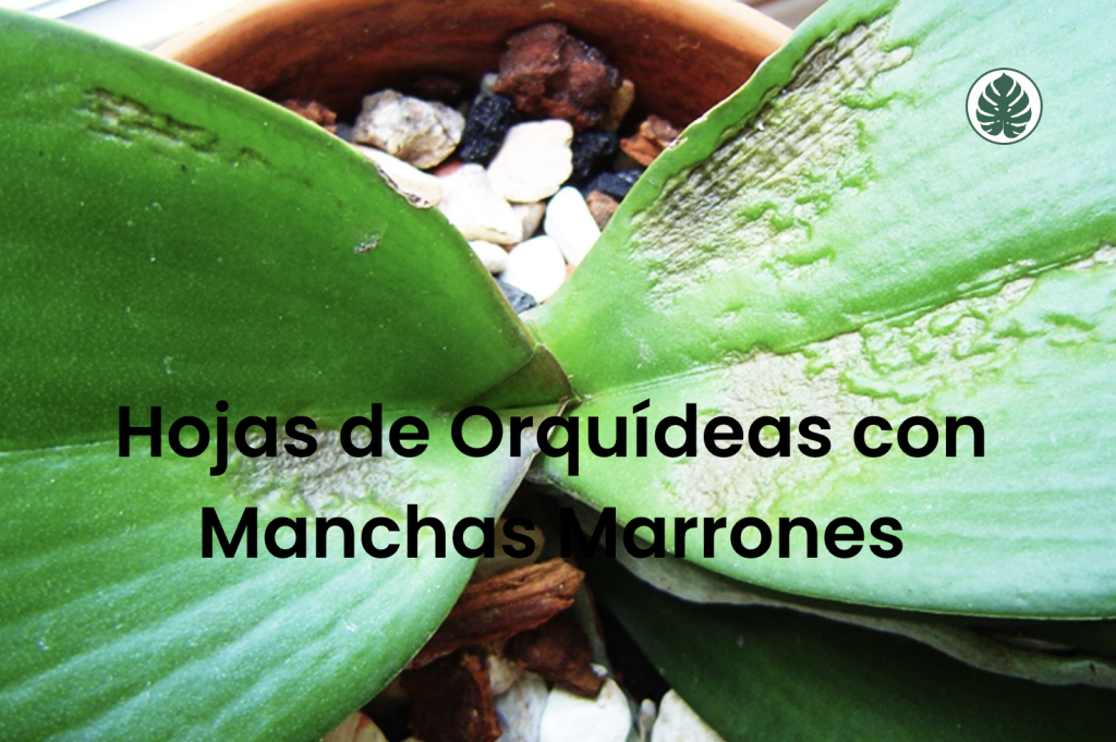 Hojas de Orquídeas con Manchas Marrones