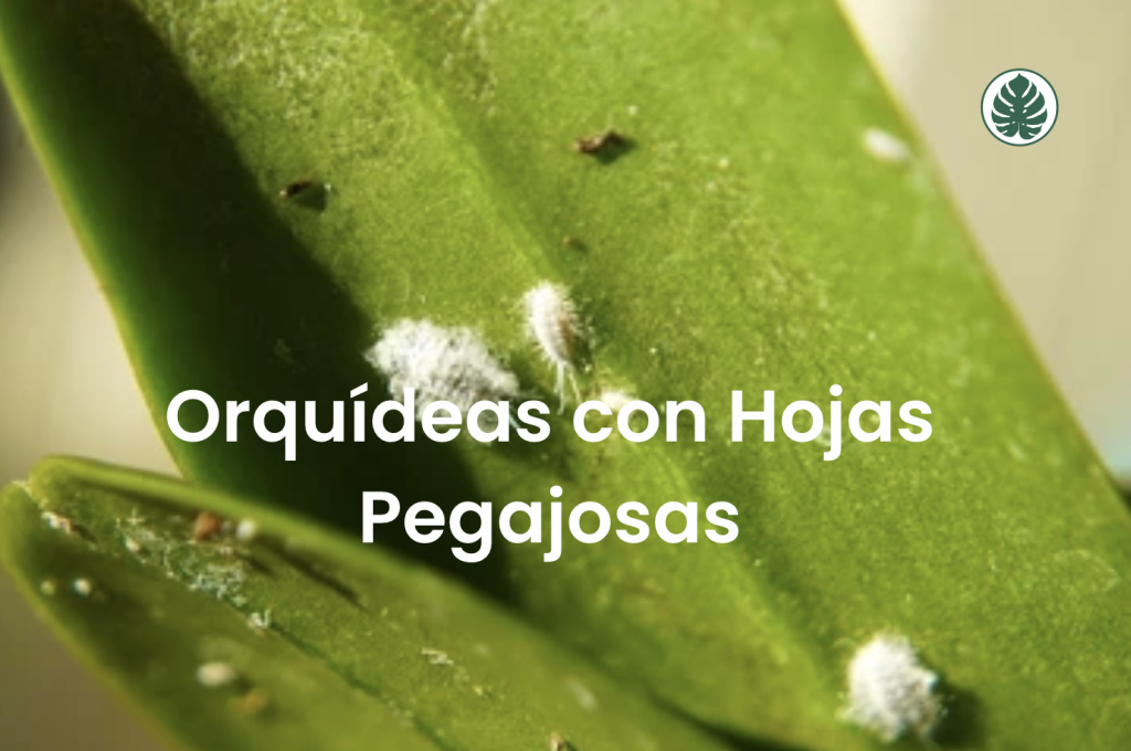 Orquídeas con Hojas Pegajosas