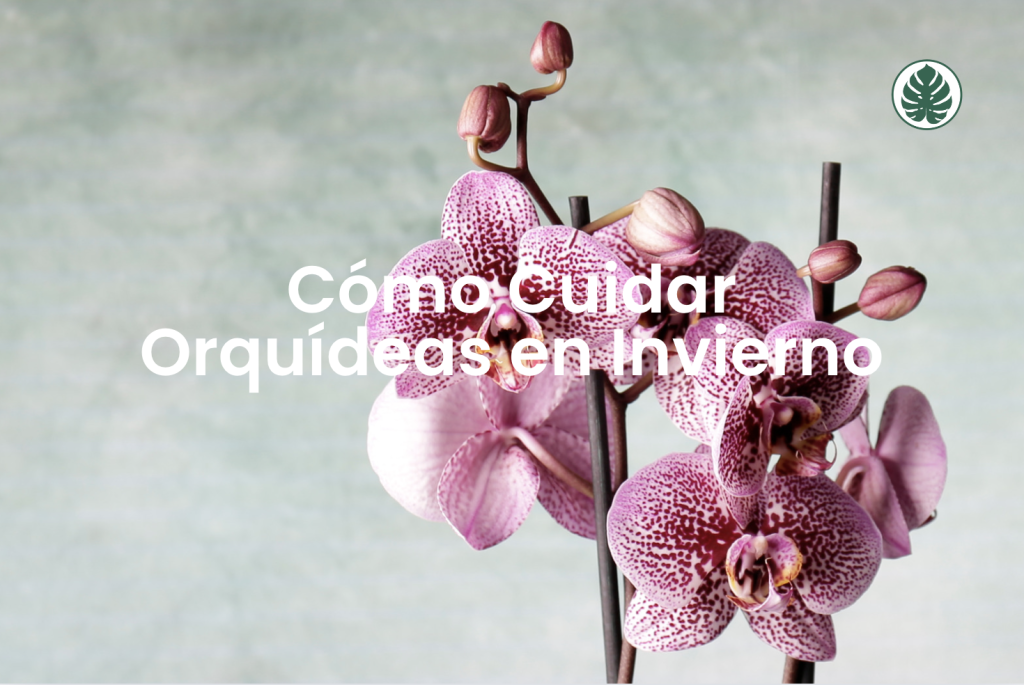 Cómo Cuidar Orquídeas en Invierno
