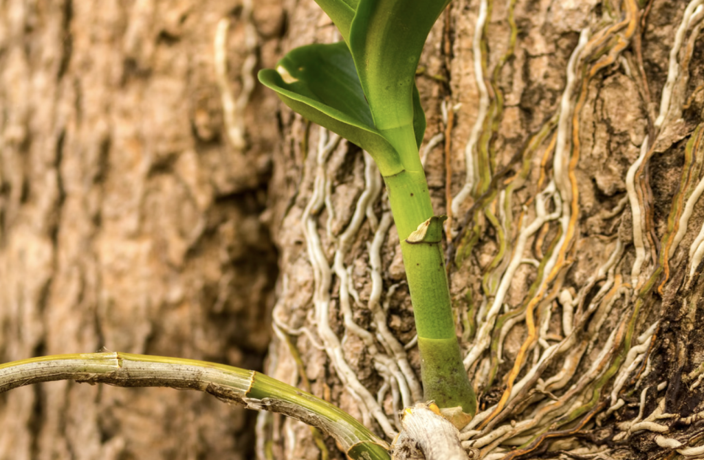 Orquídea en hábitat natural