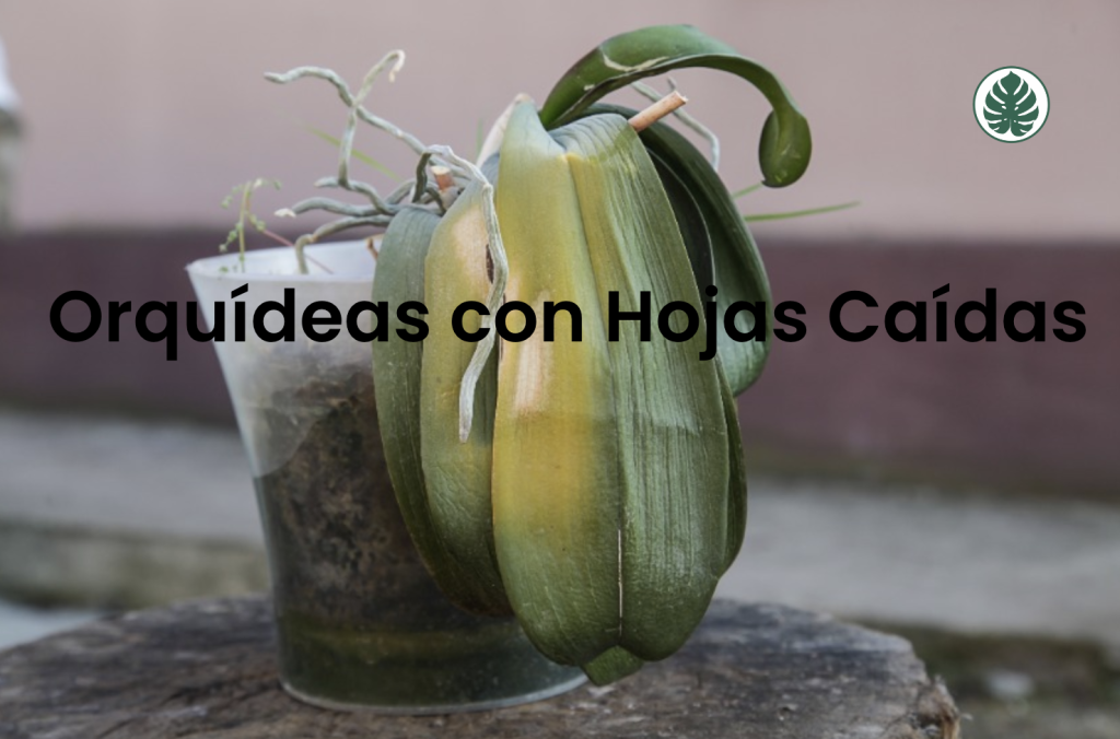 Orquídeas con Hojas Caídas