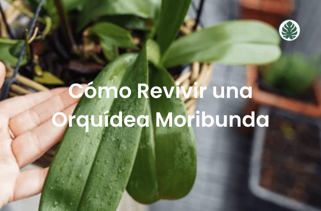 Cómo Revivir una Orquídea Moribunda
