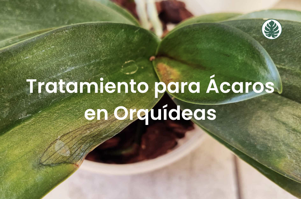 Tratamiento para Ácaros en Orquídeas