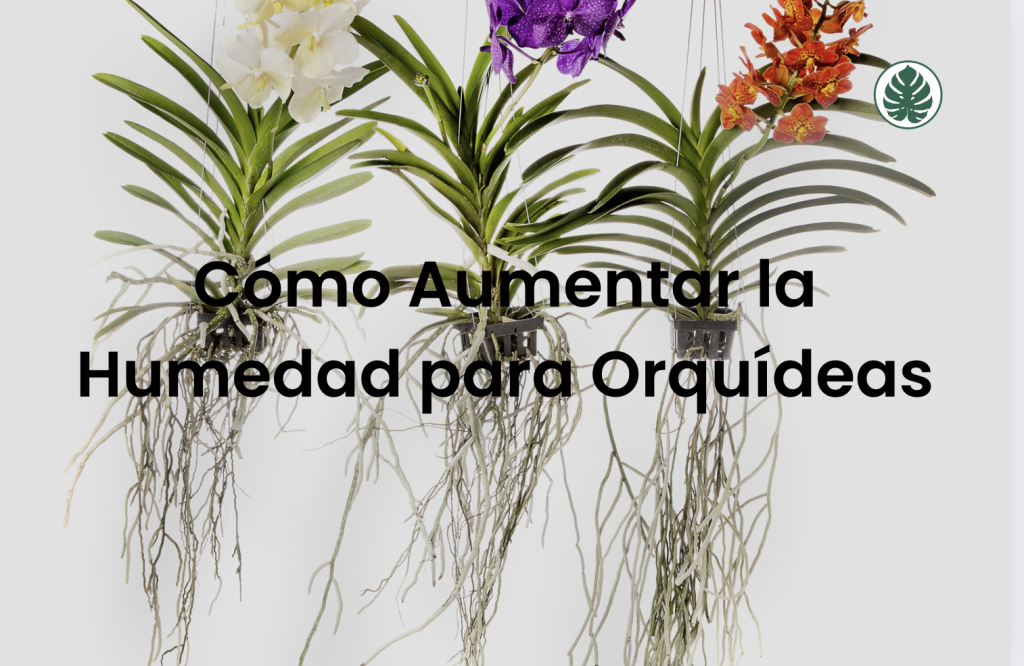 Cómo Aumentar la Humedad para Orquídeas