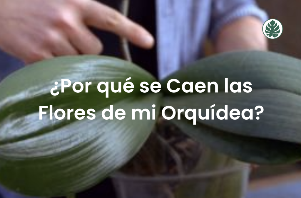 ¿Por qué se Caen las Flores de mi Orquídea?