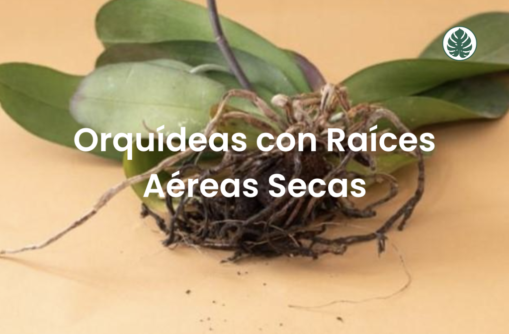 Orquídeas con Raíces Aéreas Secas