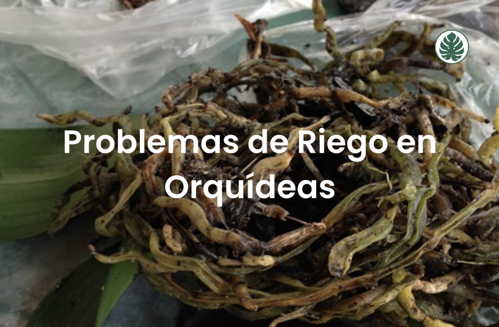 Problemas de Riego en Orquídeas