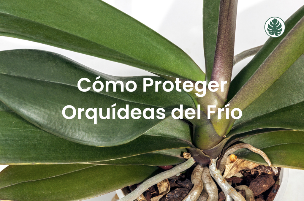 Cómo Proteger Orquídeas del Frío