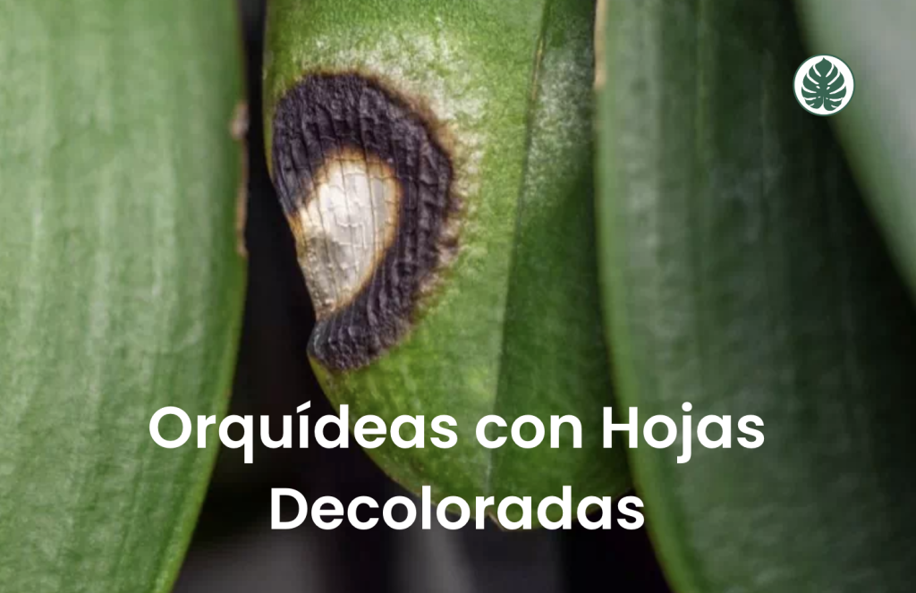 Orquídeas con Hojas Decoloradas