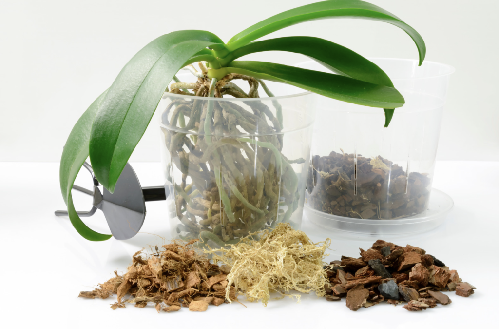 orquidea sustrato ideal