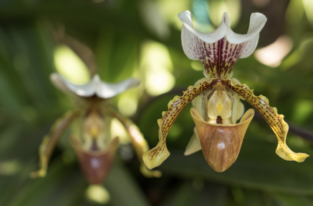 orquidea abonos