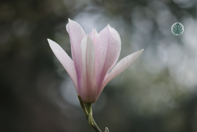 Magnolia