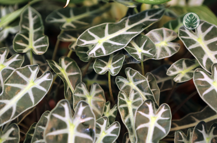 Alocasia 