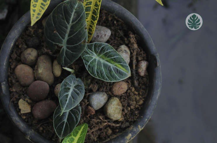 Sustrato ideal para alocasias