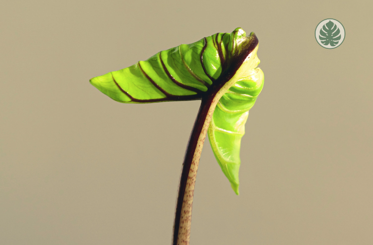 Alocasia