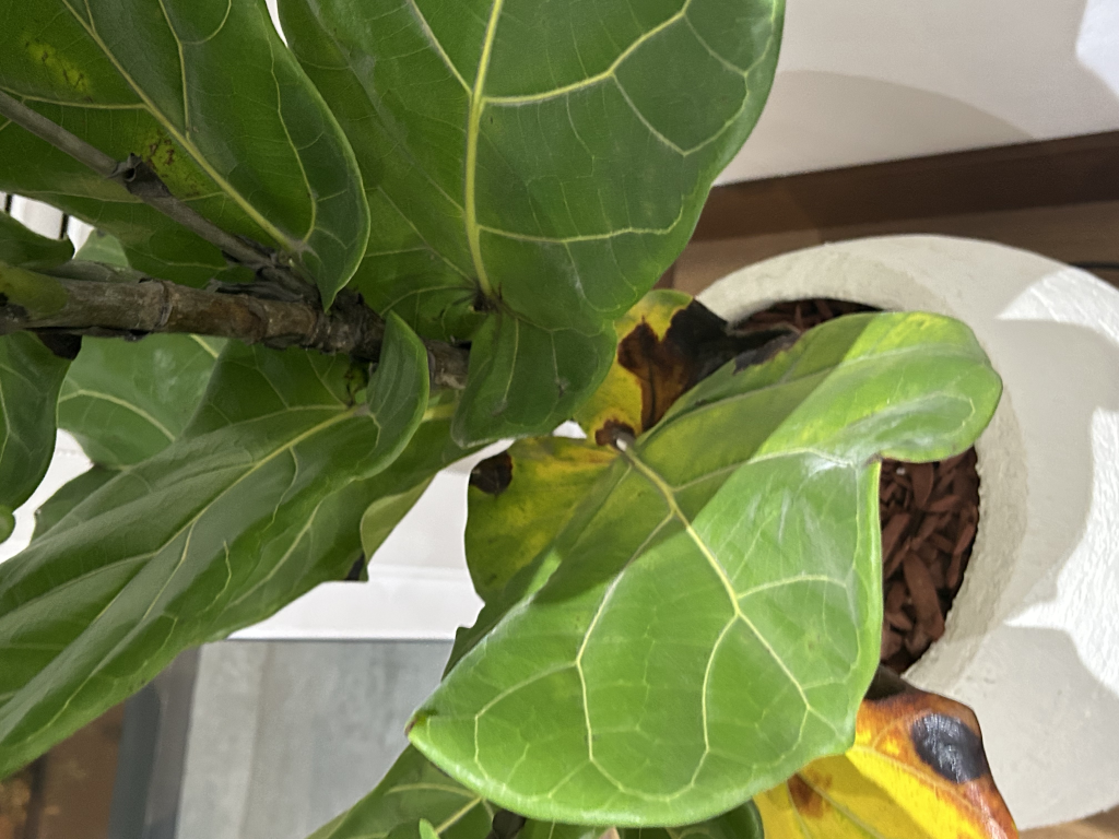 Ficus Lyrata problemas