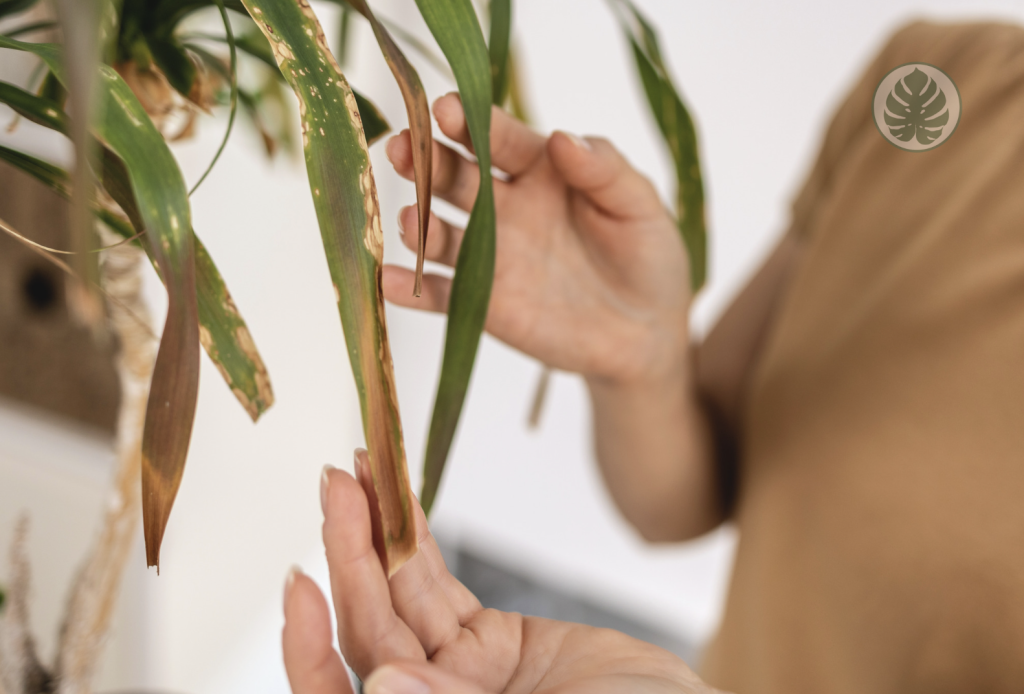 Problemas en la planta pata de elefante