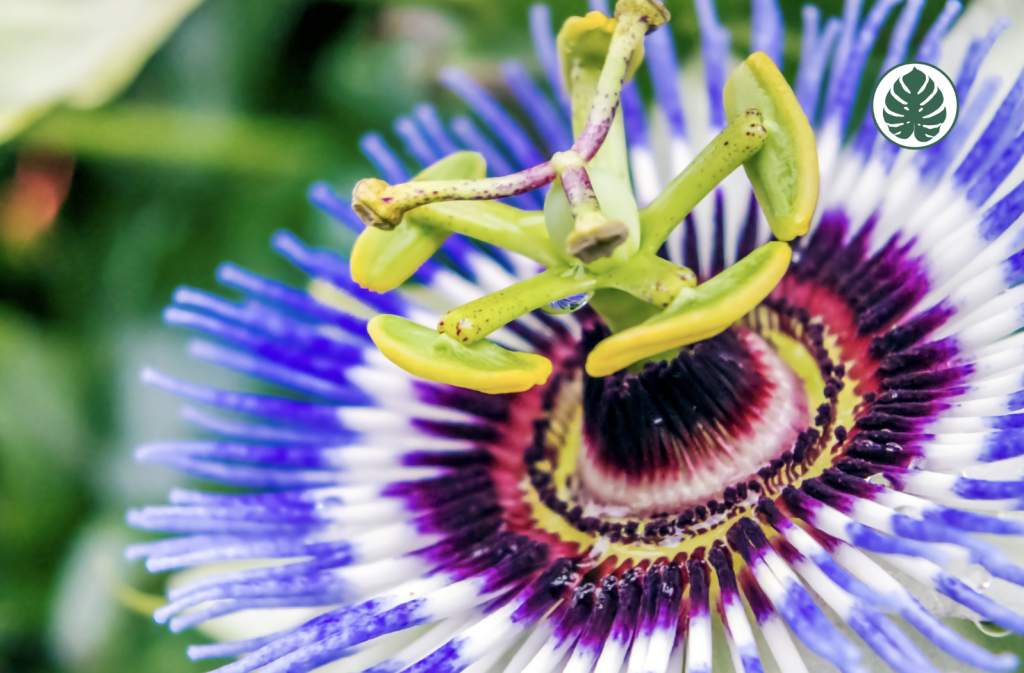 MburucuyánPassiflora caeruleanPasionarianPassifloraceae