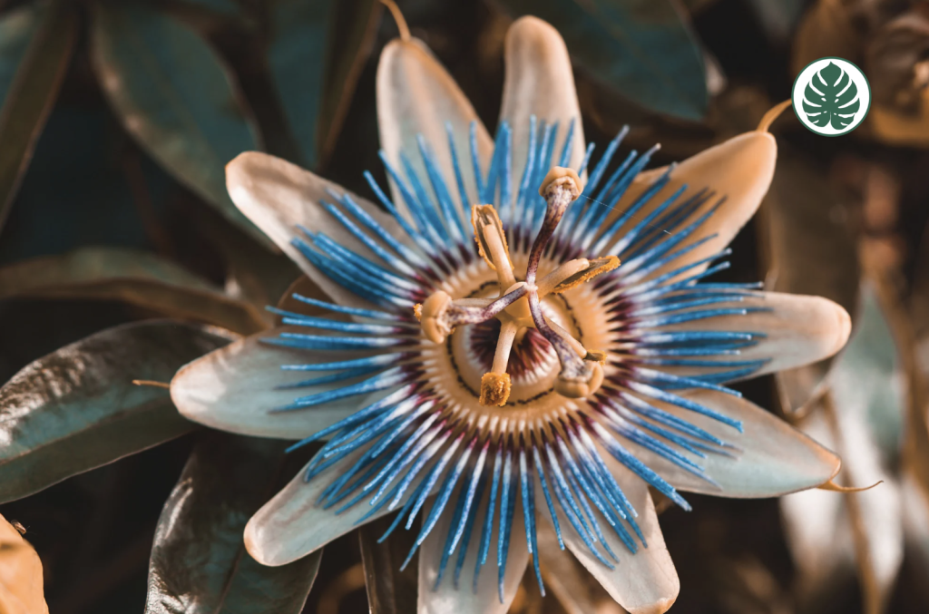 MburucuyánPassiflora caeruleanPasionarianPassifloraceae