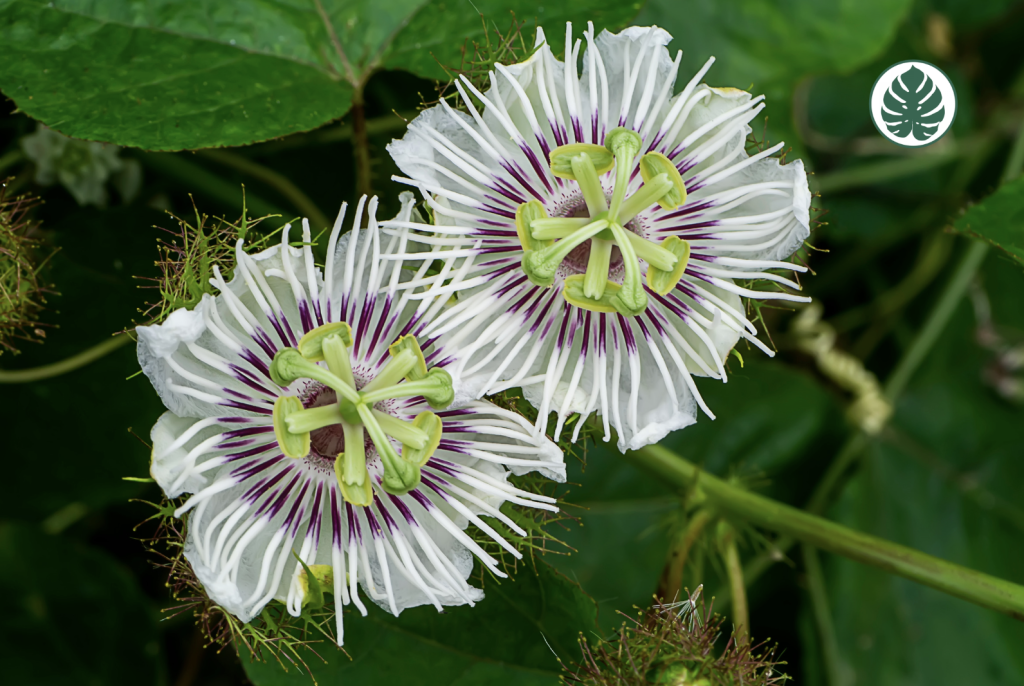 MburucuyánPassiflora caeruleanPasionarianPassifloraceae