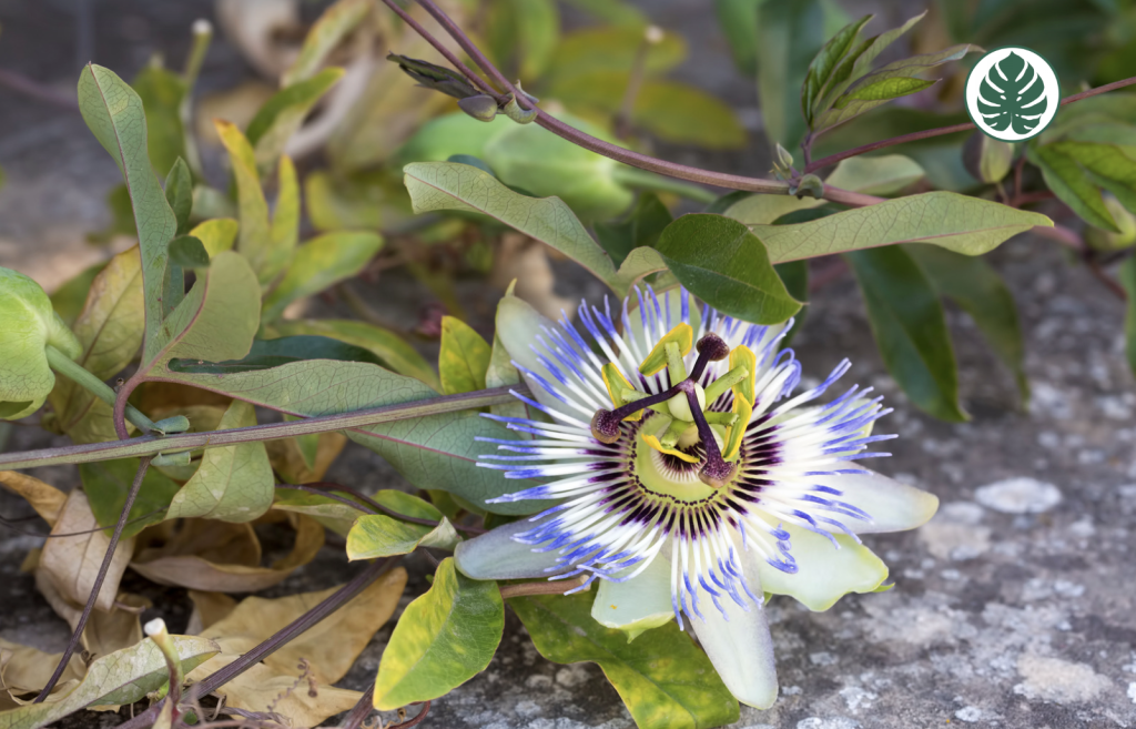 MburucuyánPassiflora caeruleanPasionarianPassifloraceae