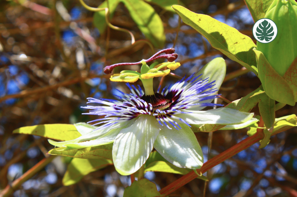 MburucuyánPassiflora caeruleanPasionarianPassifloraceae