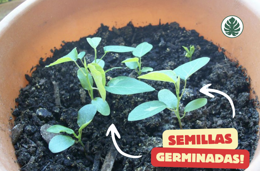 MburucuyánPassiflora caeruleanPasionarianPassifloraceae