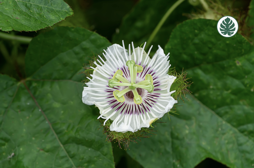 MburucuyánPassiflora caeruleanPasionarianPassifloraceae