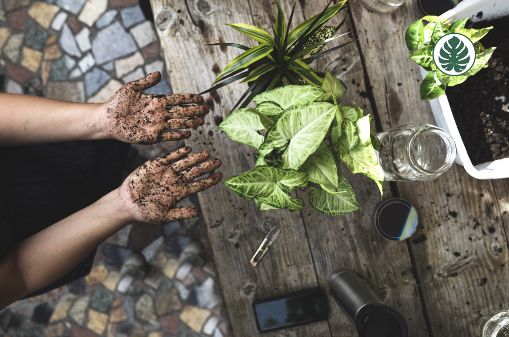Kokedama preguntas frecuentes