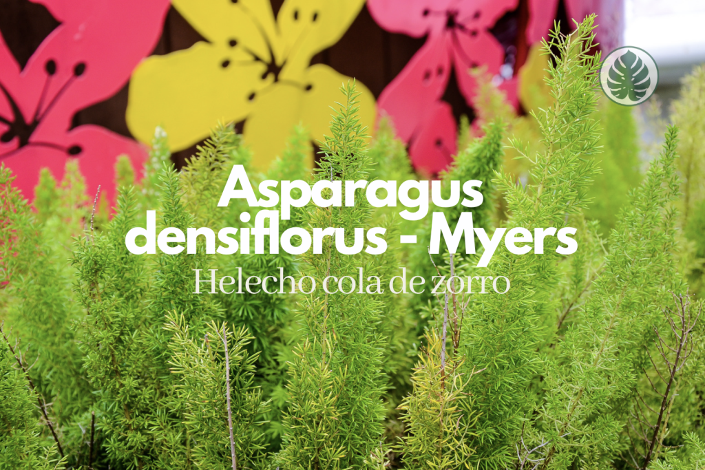 Asparagus densiflorus - Helecho cola de zorro