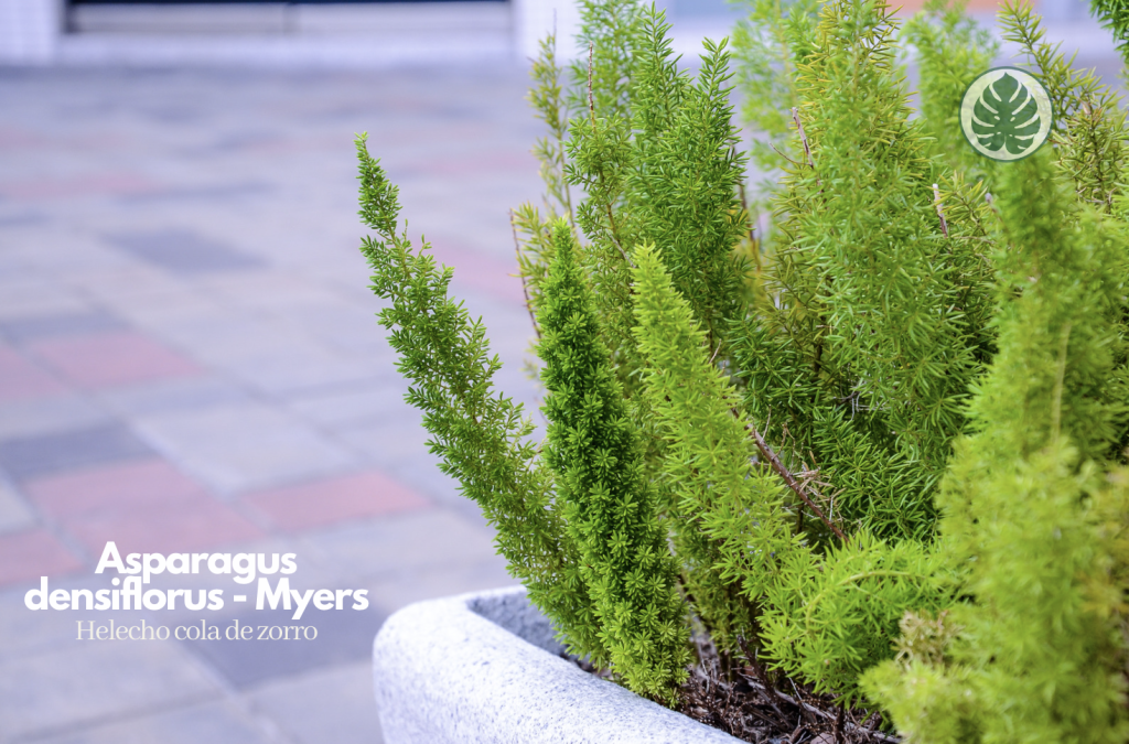 Helecho cola de zorro