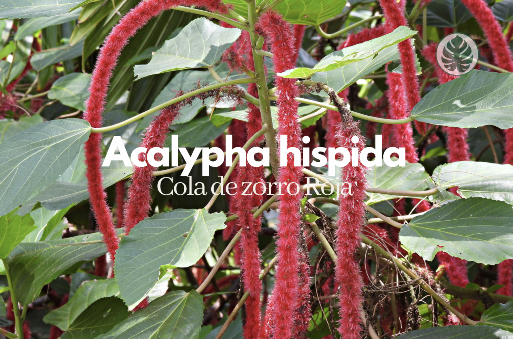 Acalypha hispida