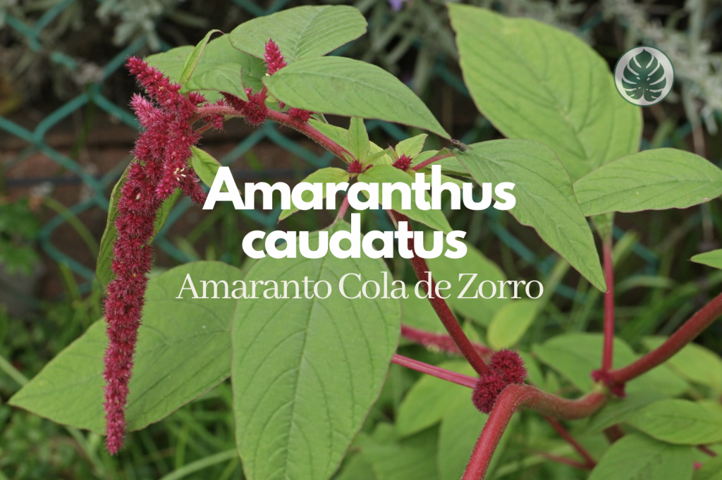 Amaranthus caudatus