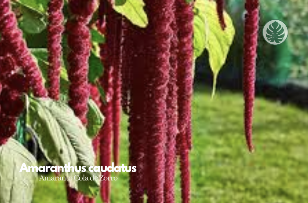Amaranto Cola de Zorro