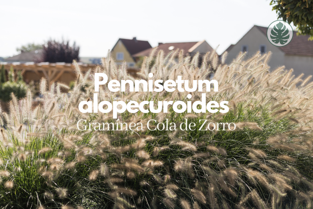 Pennisetum alopecuroides