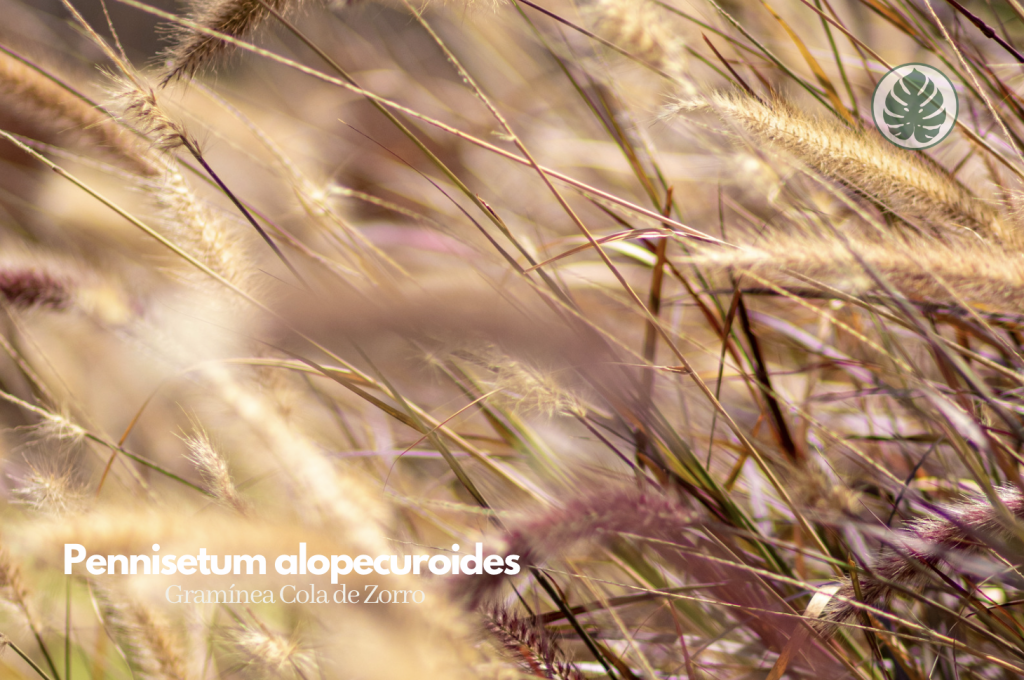 Gramínea Cola de Zorro