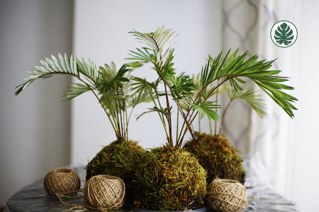 Kokedama