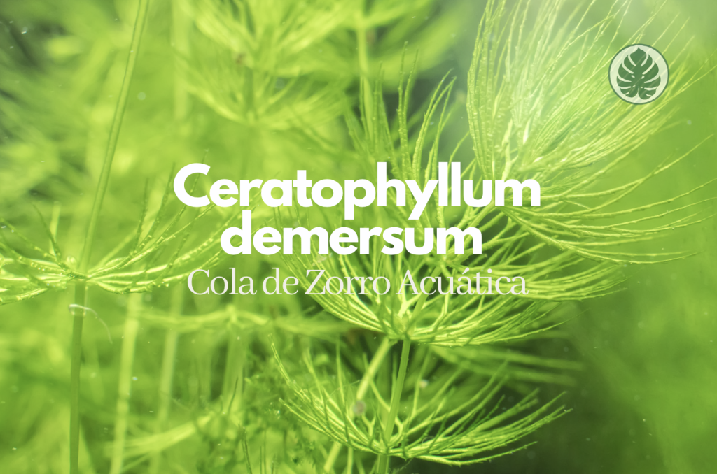Ceratophyllum demersum