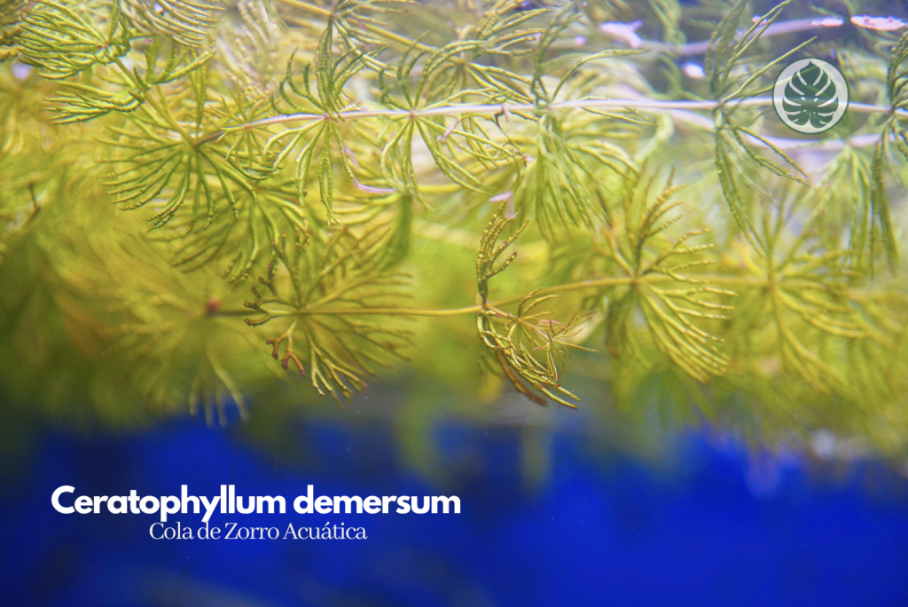 Cola de Zorro Acuática