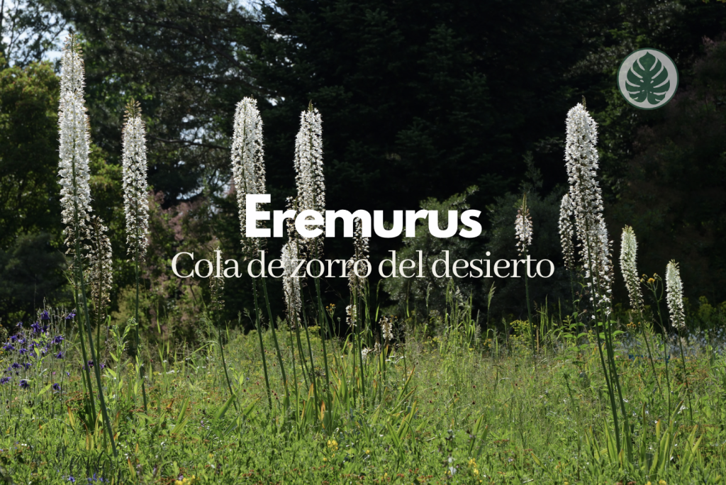 Eremurus
